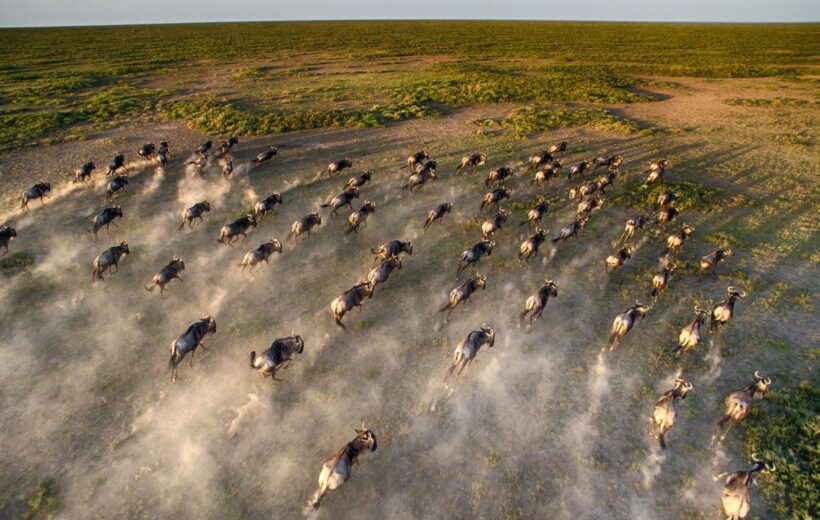 Tanzania's Great Migration & Western Serengeti Safari (8 Days)