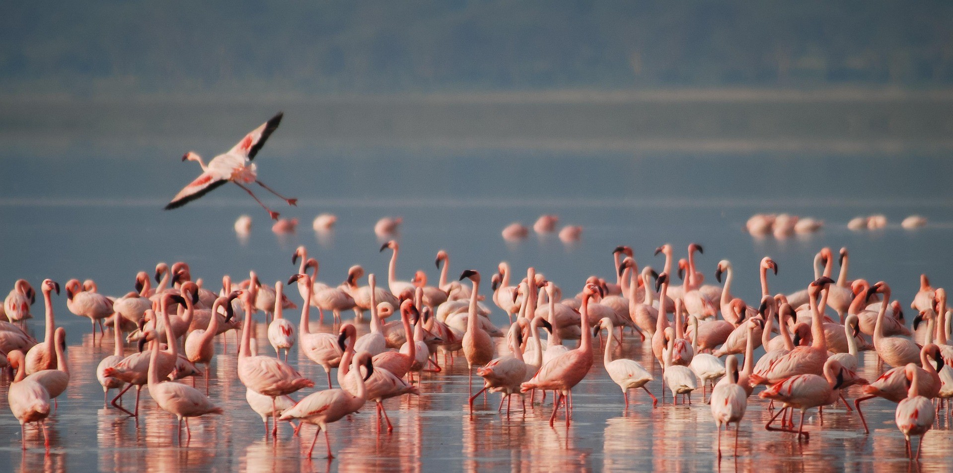 Lake Manyara National Park