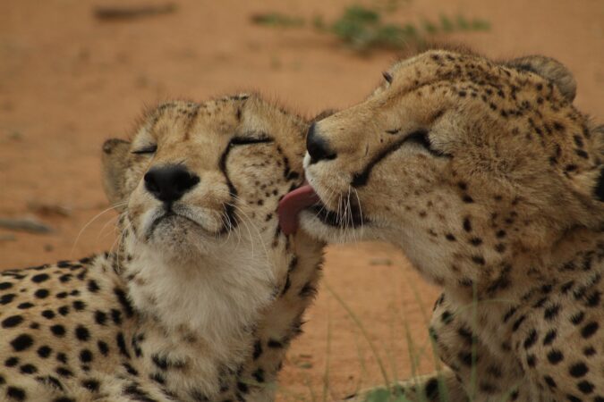 cheetahs