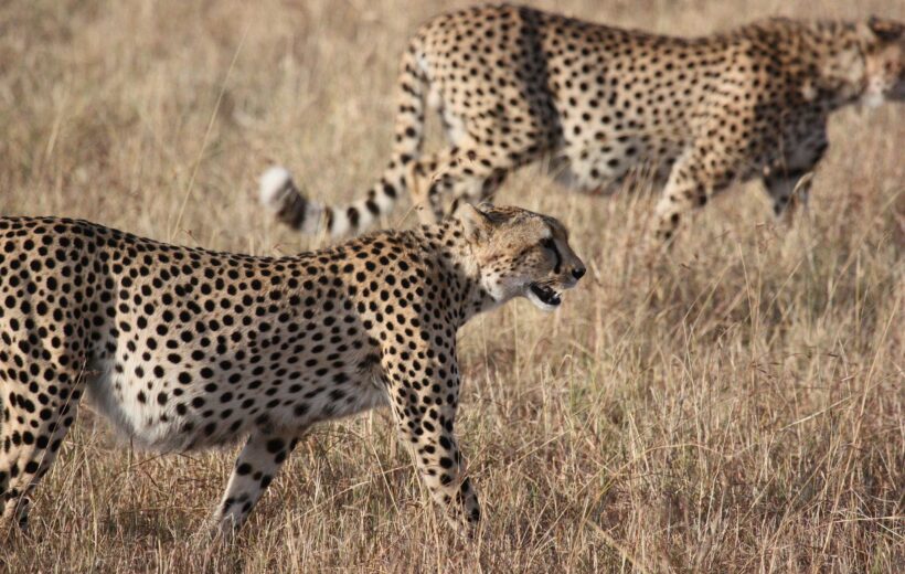 6 - Day Private Guided Safari in Tanzania