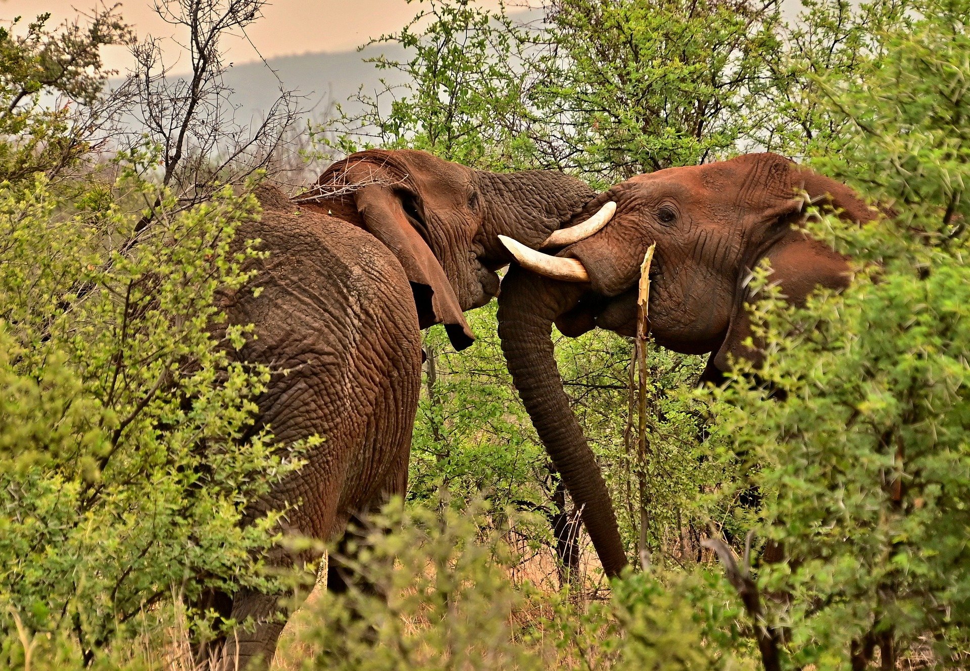 Tarangire National Park