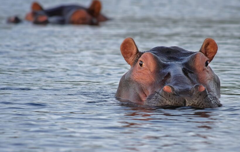 The Serengeti Drive in & Fly back Safari (3 Days)