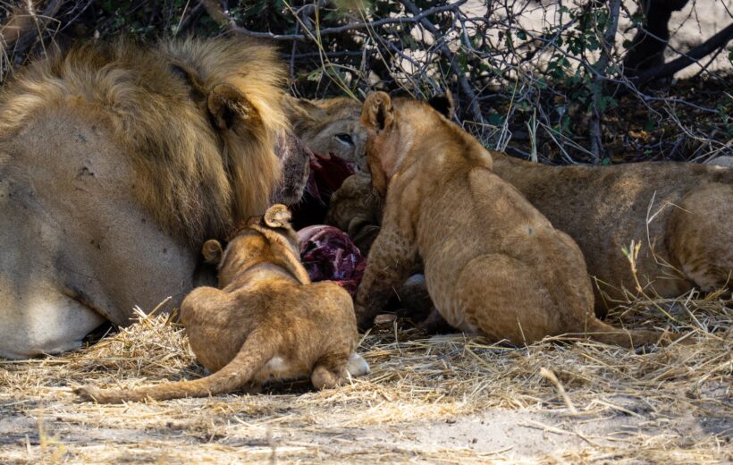 5 - Day Living Among Lions Safari