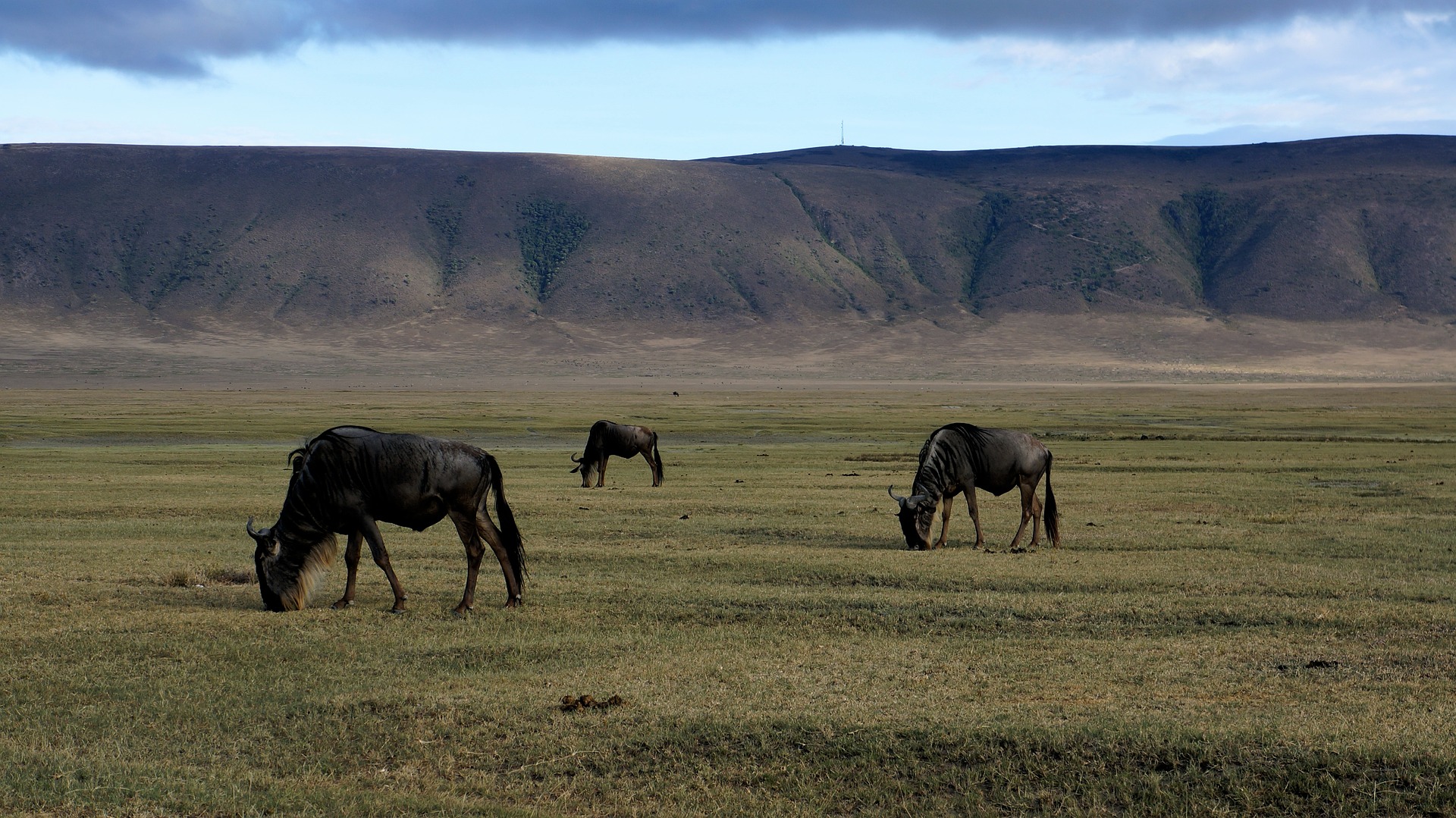 Ngorongoro Crater