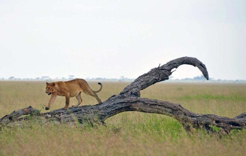 5 Days Joining Safari in The Serengeti, Ngorongoro Crater and Tarangire