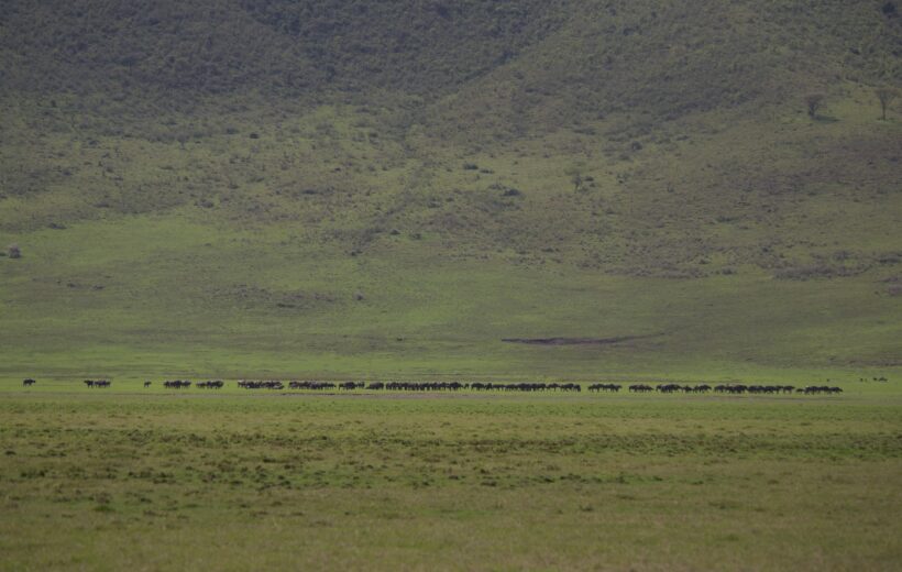 Ngorongoro Crater Day Safari Adventure